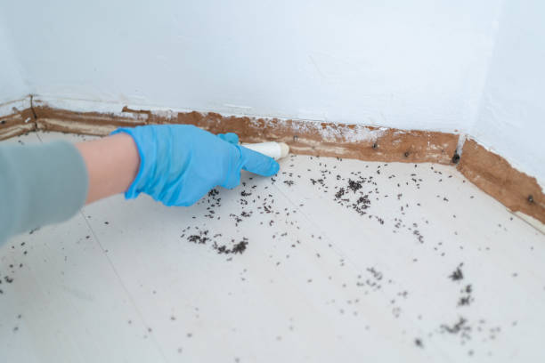Best Mosquito Control Services  in Bruceton, TN